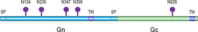 An algal lectin griffithsin inhibits Hantaan virus infection in vitro and in vivo